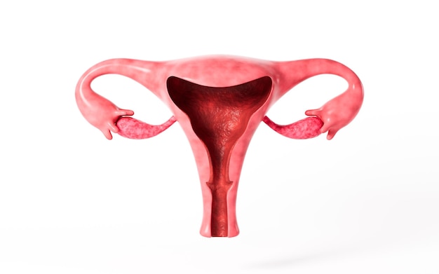 Photo human uterus model 3d rendering 3d illustration