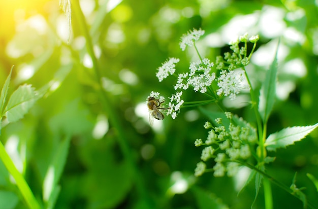 Humble bee zittend op salie bloem buiten Groene salvia planten in de tuin