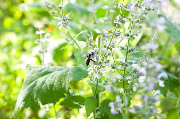 Humble bee zittend op salie bloem buitenshuis. Groene salvia planten in de tuin.