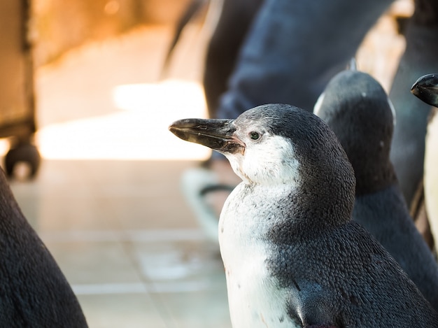 動物園でフンボルトペンギンやペルーのペンギンSpheniscus Humboldti