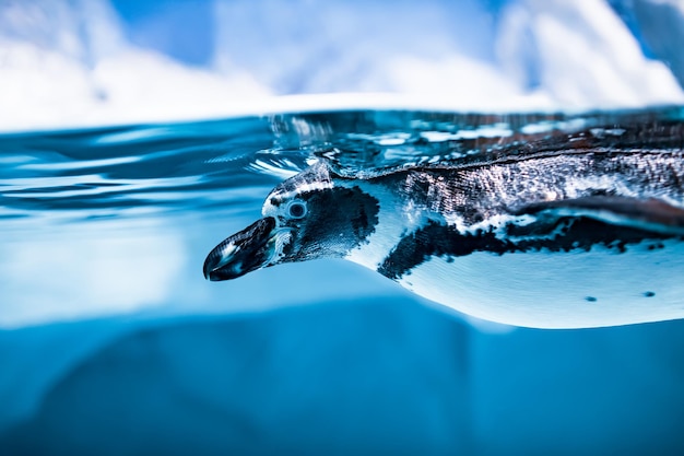 Humboldt Penguin (Spheniscus humboldti) also termed Peruvian Penguin, or Patranca, swimming in the clear water.