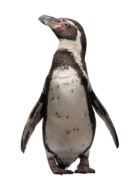 Humboldt Penguin, Spheniscus humboldti, standing