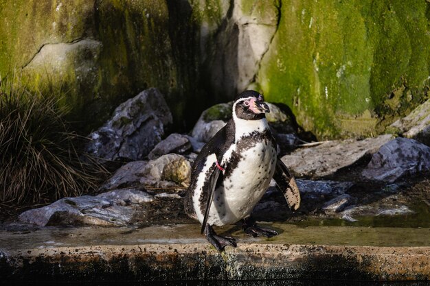 ハンボルド・ペンギンが藻類で覆われた岩の池のそばに立っている