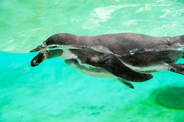 Humboldt penguin swims in blue clear water