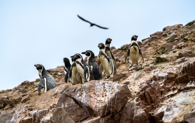 Humboldt penguins on the Ballestas Islands in Peru