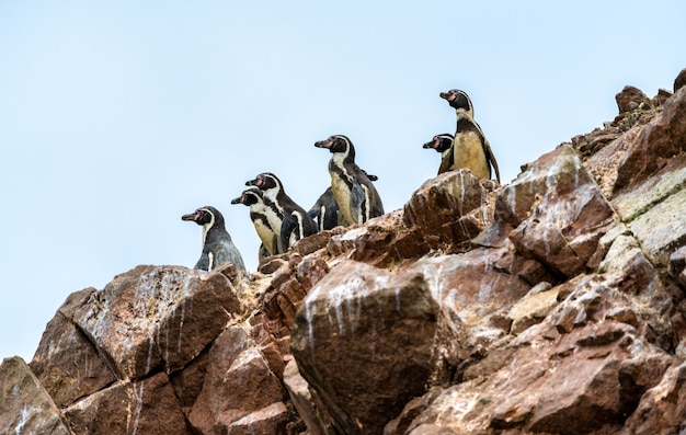 ペルーのバレスタス諸島のフンボルトペンギン