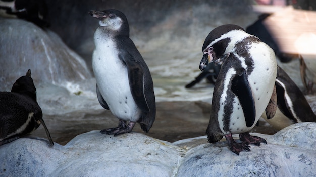 Humboldt penguins standing in natural environment, on the rocks near the water