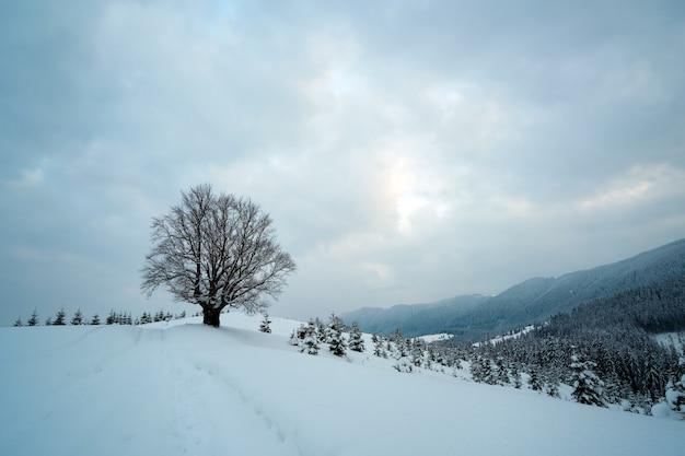 Humeurig landschap met voetpaden en donkere bomen bedekt met vers gevallen sneeuw in het winterbergbos op koude sombere dag.