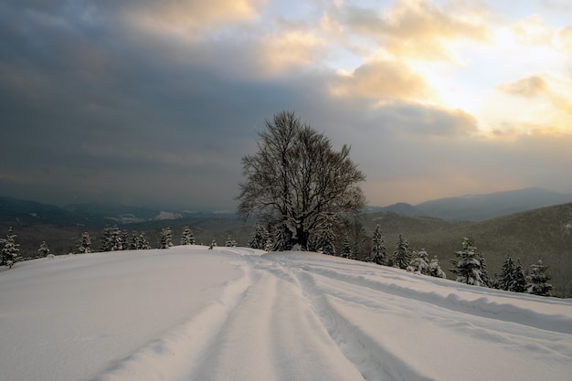 Humeurig landschap met voetpaden en donkere kale bomen bedekt met vers gevallen sneeuw in het winterbergbos op koude mistige ochtend.