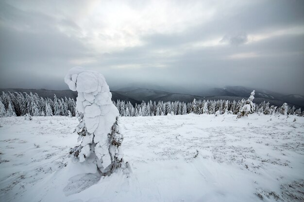 Humeurig winterlandschap van sparrenbos ineengedoken met diepe sneeuw in witte koude bevroren bergen.