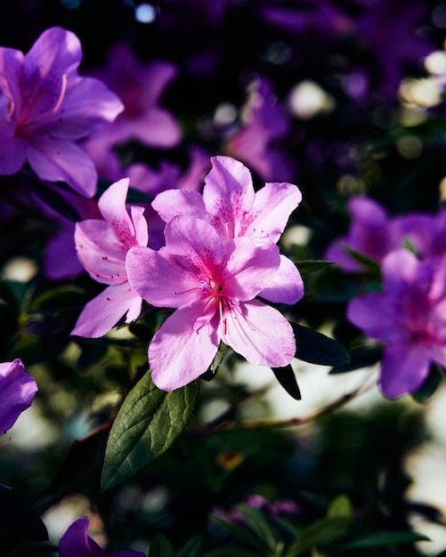 Humeurige bloemen van azalea, grote roze knoppen