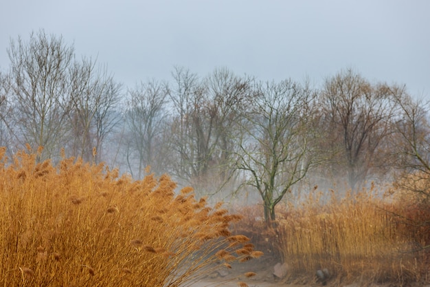 Humeurige grijze seizoengebonden achtergrond - bomen in mist, regenachtige mistige dag, regendruppels