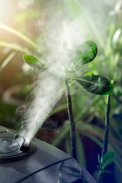 Humidifier for flowers. Air humidifier on the window at home, water steam direction to a houseplant