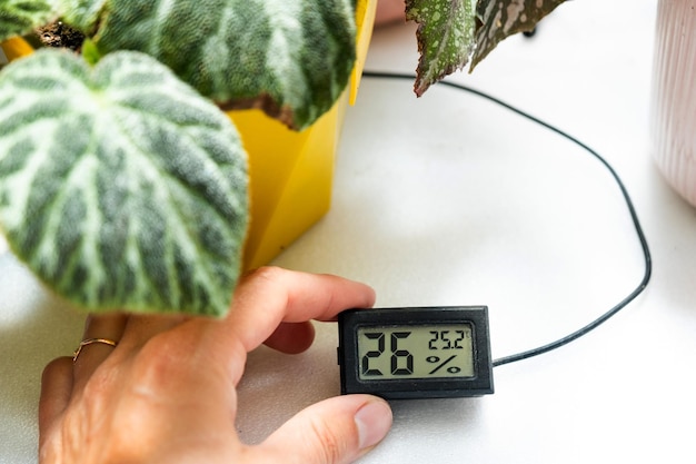 Sensore di umidità e temperatura per una corretta cura delle piante in casa begonia decorativa decidua all'interno della casa hobby nella coltivazione cura delle piante giardinaggio domestico in serra