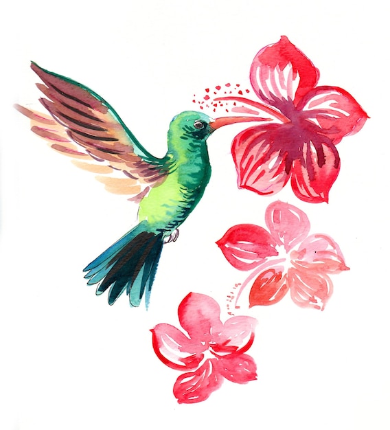 Humming bird and blossoming hibiscus flowers. Ink and watercolor drawing