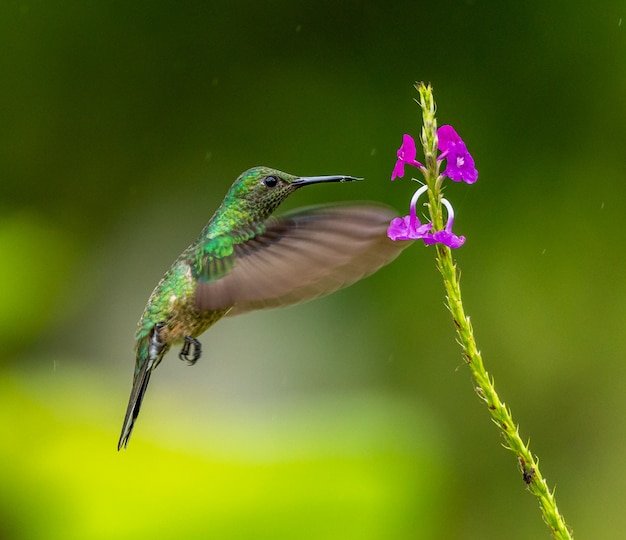 Foto uccello di ronzio in volo vicino al fiore