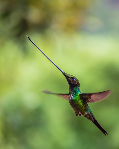 Photo humming bird green sword-billed