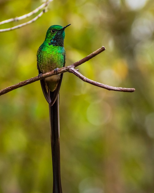 Photo humming bird green