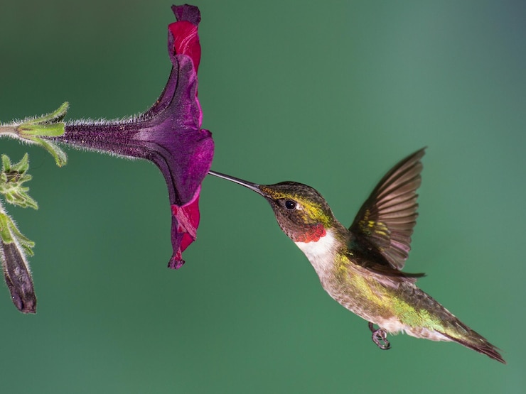Foto hummingbird afbeelding achtergrond en behang