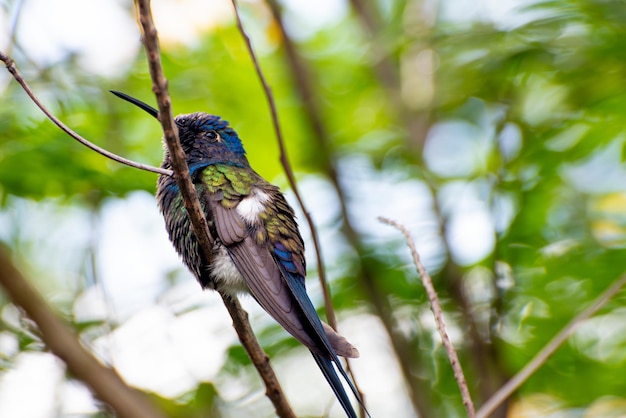 Foto colibrì bellissimi dettagli di un bellissimo colibrì appoggiato su un ramo luce naturale messa a fuoco selettiva