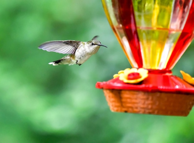 Hummingbird at the bird feeder