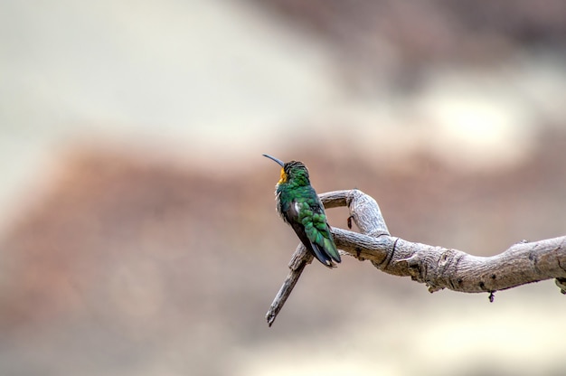 hummingbird on a branch