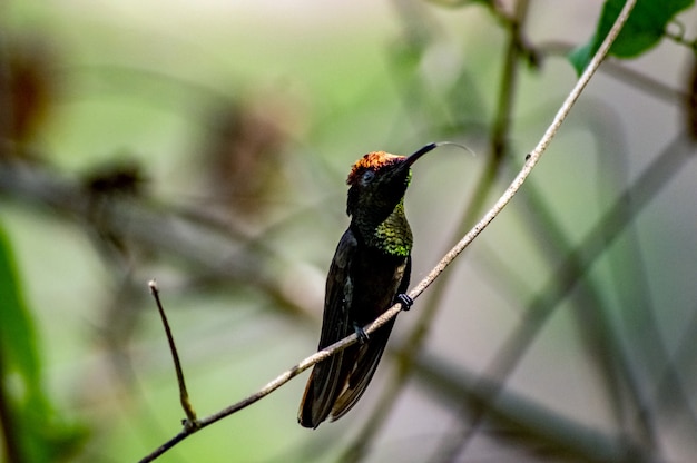 hummingbird on a branch