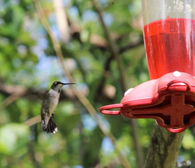 Hummingbird by feeder