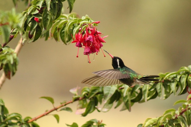 Hummingbird Colibri