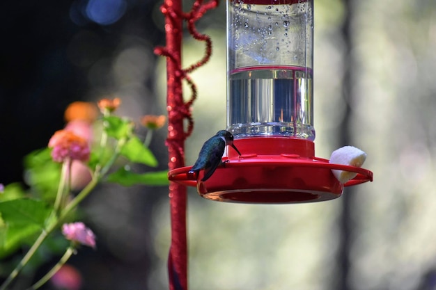 Foto colibrì su un alimentatore con fiori