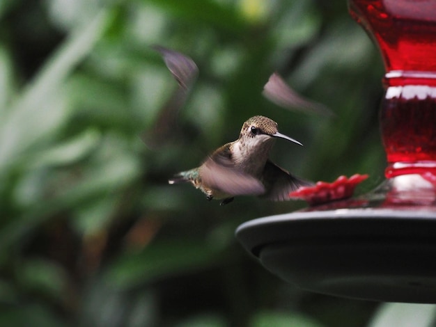 Foto colibrì sull'alimentatore