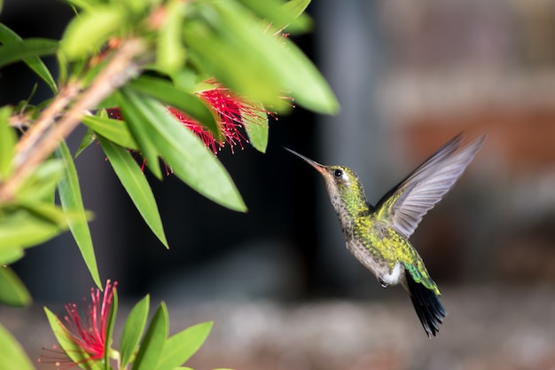 Hummingbird on a flower