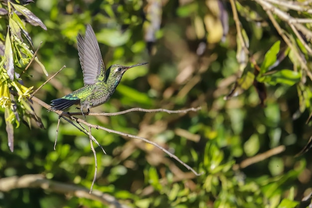 The hummingbird and the flower