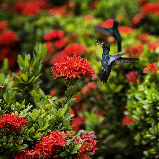 Hummingbird flying by red flowers