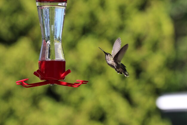 Hummingbird flying over a feeder