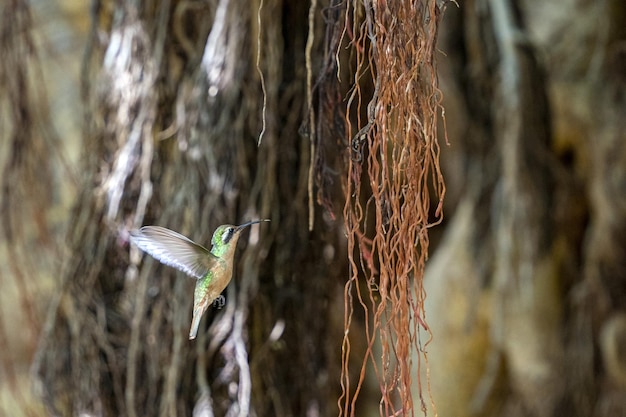 Hummingbird flying on a fig tree