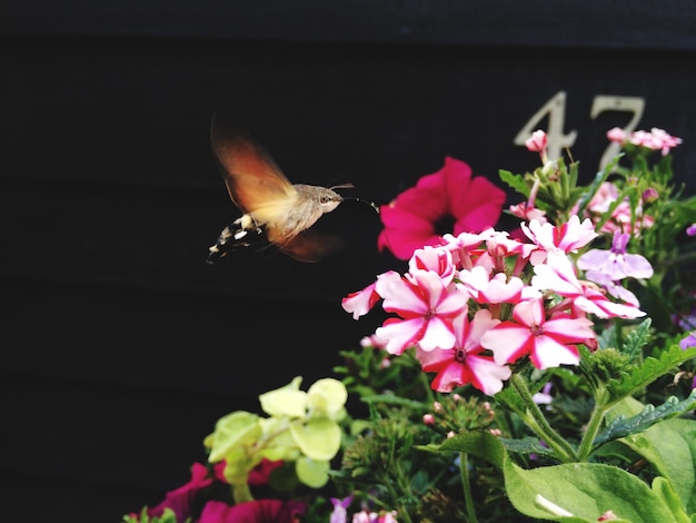 Photo hummingbird hawk-moth flowing over pink flowers