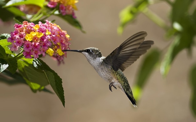 Photo a hummingbird is eating from a flower