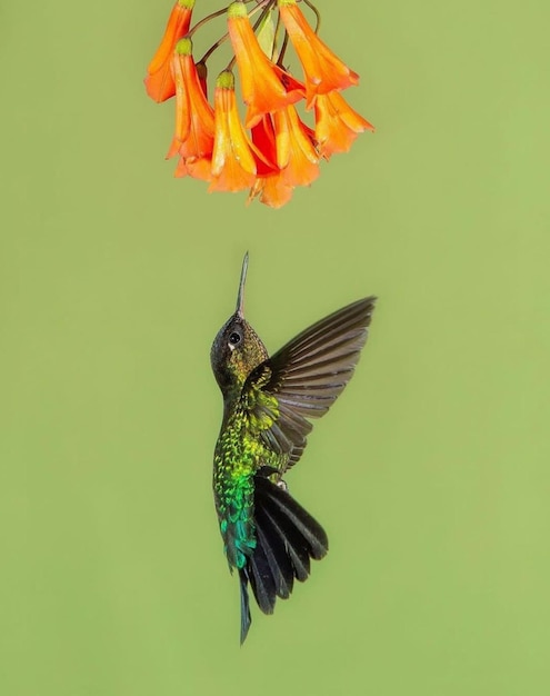 ハチドリがオレンジ色の花に飛んでいます。