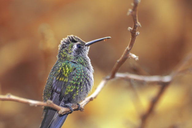 Hummingbird perched on a tree branch