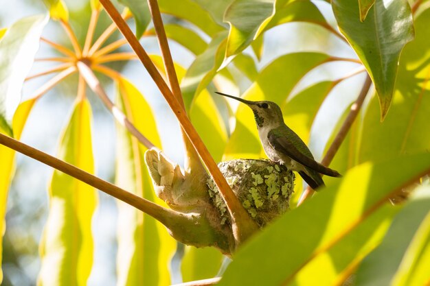 Photo hummingbird perching on its nest