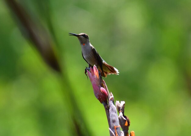 Colibrì appoggiato su una pianta