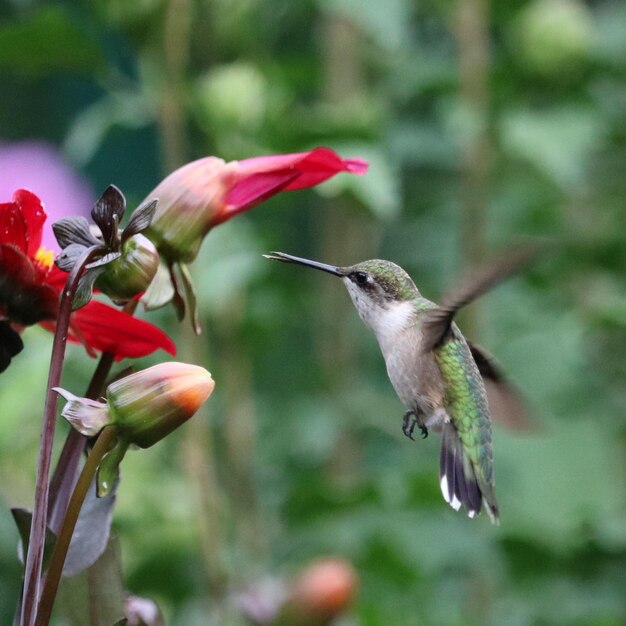 Photo hummingbird pollinating dahlias