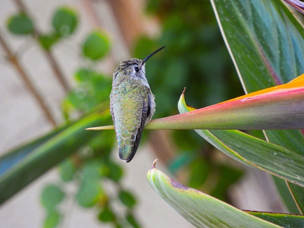 Photo hummingbird sitting perch on a leaf