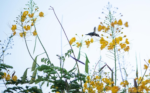 Hummingbird small hummingbird fetching its food on beautiful yellow flowers selective focus