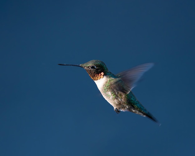 Photo a hummingbird with a blue background and a blue sky behind it.