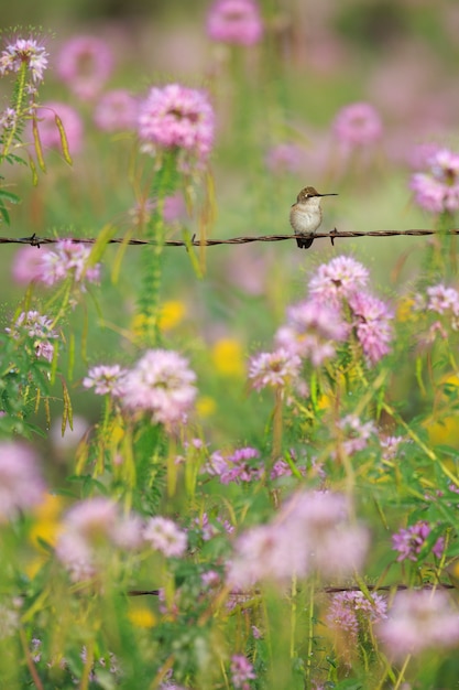 野生の花と有刺鉄線のフェンス垂直ハチドリ