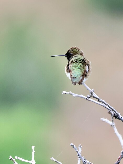 Photo hummingbird