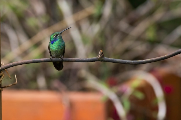 A hummingbird