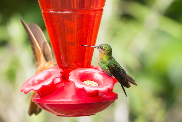 A hummingbird